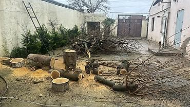 Автоуслуги: Pulsuz odun tam şekildə ancaq verilir — 1