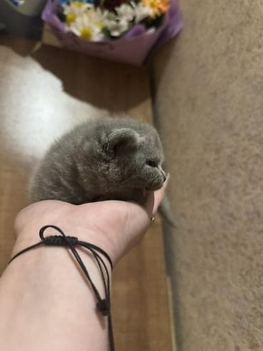 pişik balaları: Şotland, Erkək, Dişi, Yaxşı əllərə, Ünvandan götürmə, Ödənişli çatdırılma — 5