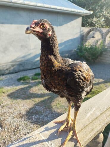 Uzunayaq dalaşqan heyrati cuceler Qara rengde olan xoruz 20 azn lalafo.az -da Uzunayaq dalaşqan heyrati cuceler Qara rengde olan xoruz 20 azn