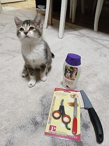 pişik cutleşdirme: Pisik Shotlantdir,erkekdir,5 ayliqdir,immun peyvendi — 3