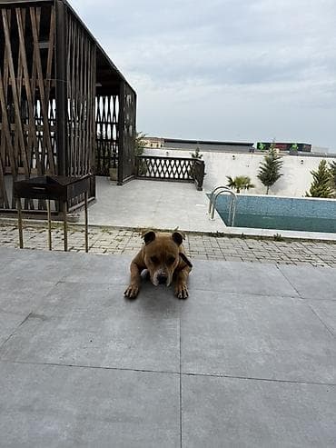 pitbul satışı: Pitbull
Cütləşdirmək üçün — 2