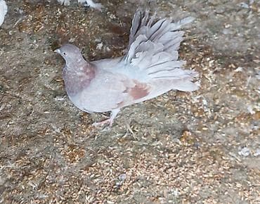 iri it cinsi: Pavlinlər — 1