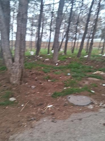 qubada satilan evler 2026: 6 sot, Tikinti, Mülkiyyətçi, Bələdiyyə — 2
