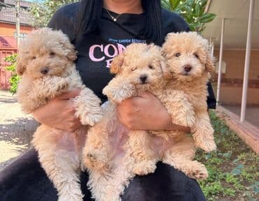 где можно купить собаку мальтипу: Пудель — 2