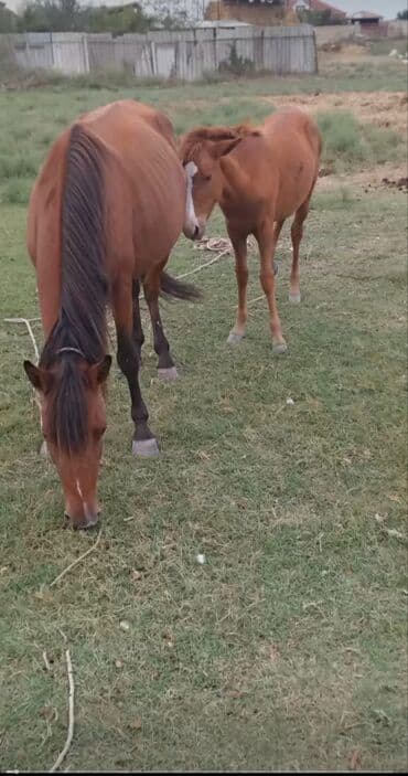 Dişi, il: 2, Ünvandan götürmə