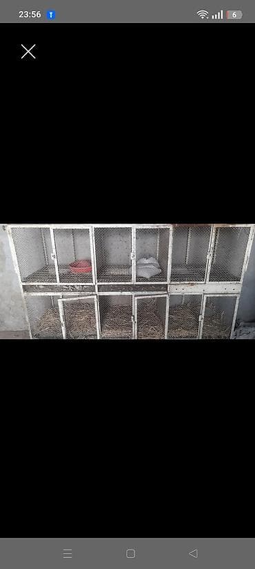 heyvan yemleri: Her curə quş novleri saxlamaq üçün əlverişlidir — 2