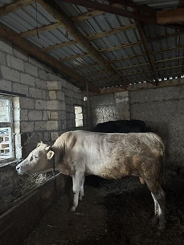 ana bala inək: Satılır: damazlıq və ətlik üçün erkək iribuynuzlu heyvanlar (öküzlər) — 4