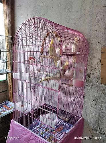 Yuvalar: Çəhrayı rəngdə, qübbə formalı quş qəfəsi. İçərisində taxta tüngləri — 2