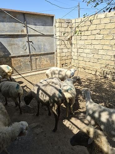 dişi quzu: Qoyun sürüsü satılır - Növ: yerli qarabaş/qoyun mixi (ağ və tünd — 1