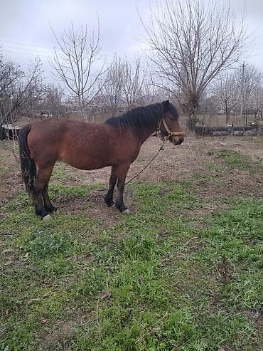 kənd təsərrüfatı heyvanları: Super saz maydan yorğası var may ayında doğacaq təpik atmır dişləmir — 1