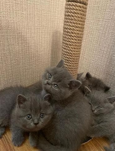 Britaniya və Şotland qırma pişik balaları - Növlər: Britaniya — 1