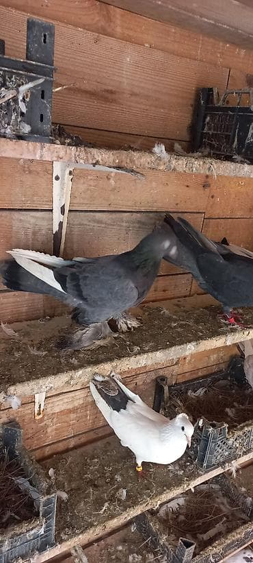 qus sesi: 15 manat mayadi — 3