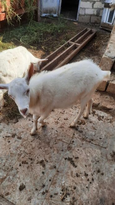 Erkək, Zanen, il: 9, 43 kq, Damazlıq, Ünvandan götürmə