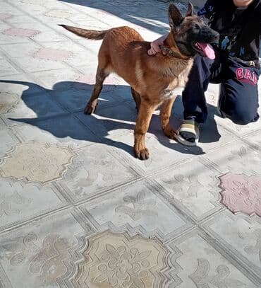 çoban oti: Бельгийская овчарка, 1 год — 1