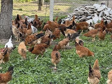 Təbii şəraitdə saxlanılan kənd toyuqları - Açıq havada, geniş həyət