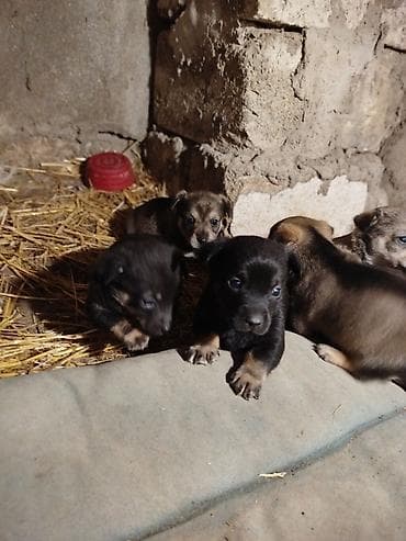 coban itlerin satisi: Əla növ qulaği sallağ zvanoklar satilir 7 ədəd di 3 həftəlikdirlər — 5