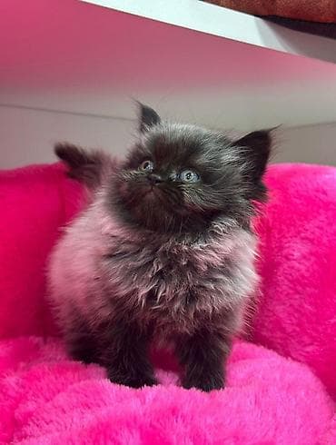 Britan, Erkək — 2