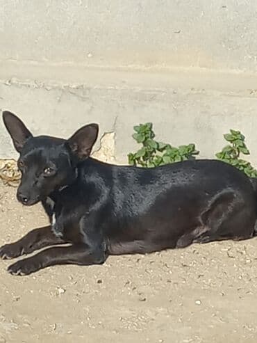 Renault: 1 ay, Peyvəndli — 1