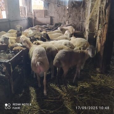 quzu qarni qiymeti: Əmlik quzular diri çəki 10 manat. Böyük quzular 9 manatdan — 2