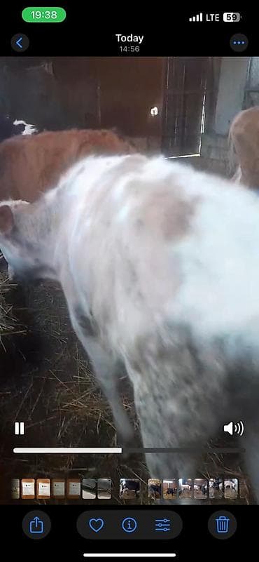 cins buzov: Satılır: danalar 11baw 2ekey 9diwi reyal alan vatsapda yazsin — 1