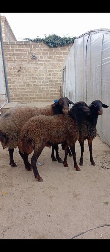 Salam ünvan Bakıin maştağa kendi obşi 3 baş heyvanlar 1 baş qoç 2