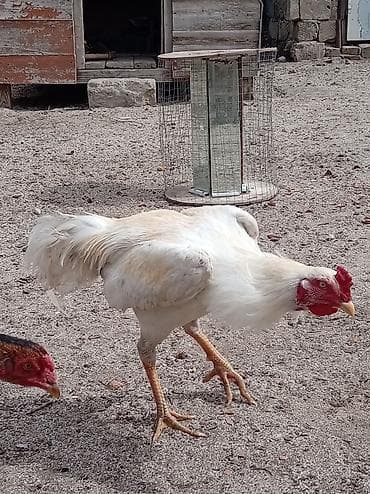 Гуси: Ağ rəngli xoruz – yerli həyətyanı təsərrüfatda yetişdirilib — 1