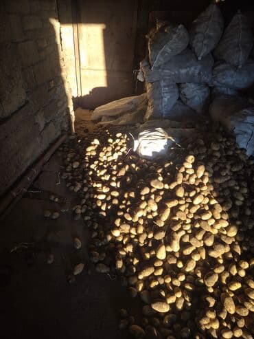 Готовые блюда, кулинария: Məhsul: Təbii təsərrüfat kartofu Təsvir: - Yerli təsərrüfatdan — 4