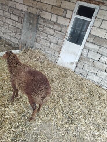 Gəmiricilər: Hər ikisi cins quzlaridir iksdə dişdir 5-6 aylıq quzlardir qiyməti — 17