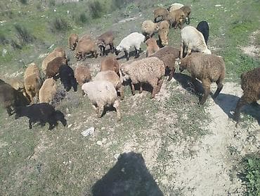 it pisik sekilleri: Qoyun sürüsü – qarışıq rəng və növlər - Məhsul: Qoyunlar (sürü — 2