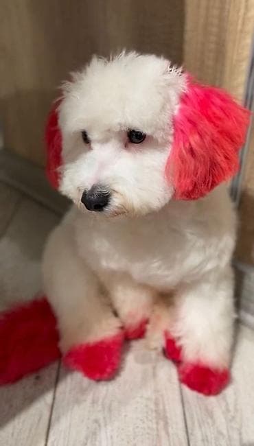 6 ayliq,pudel cinsidir esl ev itidir,oynagan itdi. Butun baximlari