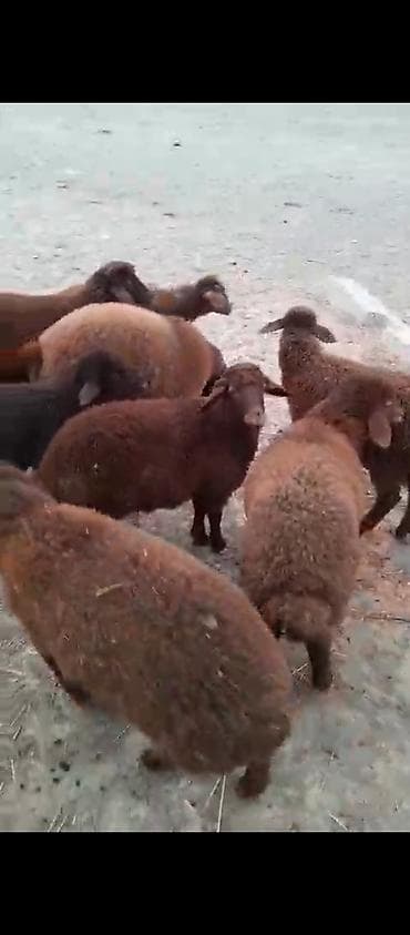 quş satılır: Damazlıq quzular satılır super qırmızı quzular sağlam heyvandı — 4