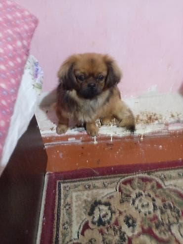 Птицы: Пекинес, 8 месяцев, Самка, Бесплатная доставка — 3