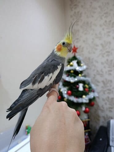 gərəf quşu: Nimfa (Cockatiel) papuqayları - Növ: Nimfa (Cockatiel), toparlaqlı — 1