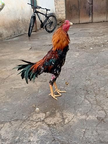 at satisi: Salam herkese heyratı colpası satlr 10 aylıqdı super ırı colpadı real — 6