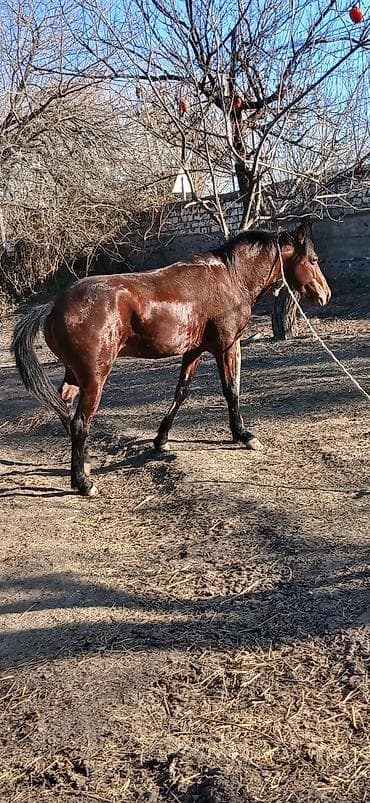 tap az atlar: Erkək, il: 4 — 2