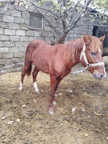 Digər kənd təsərrüfatı heyvanları: Cins: yerli tip at Rəng: qızılı-kəhvəyi (sinəsində kiçik ağ ləkə), sağ — 3
