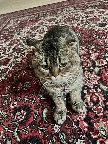 pitbull tap az: Britan yastı qulaq — 3