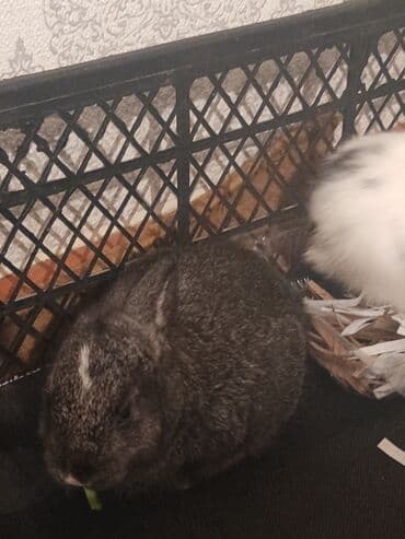 dovşan satişi: Ev heyvanı – dekorativ dovşan balaları - Növ: dekorativ/mini dovşan - — 3