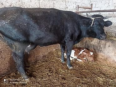 quru çörək: Südlük inək və balası - Ana inək: qara rəngli, buynuzlu, möhkəm bədən — 1
