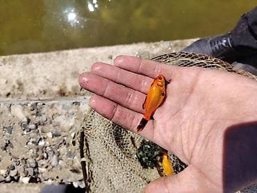 Qızıl balıq, Sülhsevər