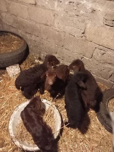Pişiklər: Qoyun quzuları – yerli damazlıq Məhsul təsviri: - Şəkillərdə qara və — 3