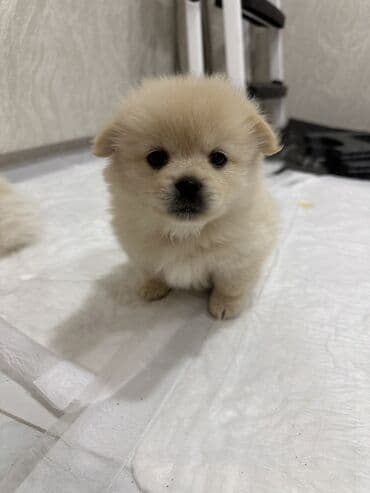 померанский шпиц цена: Шпиц, 1 месяц, Самец — 4