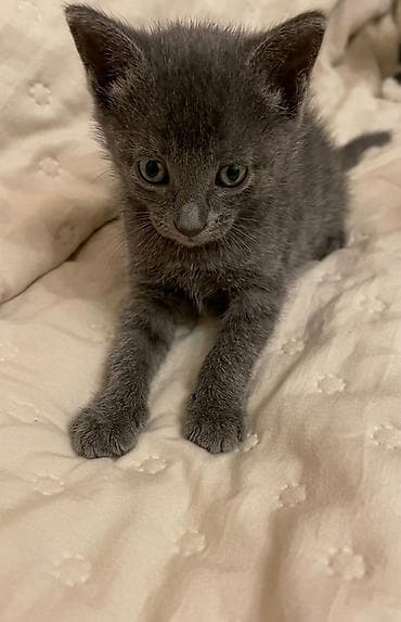 at balasi satilir: Erkək, Dişi, Yaxşı əllərə — 8