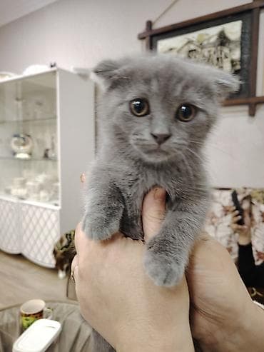 Şotland, Erkək, Ödənişli çatdırılma