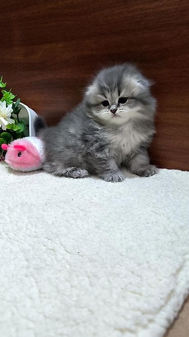 alman afcarka balası: Britan, Yaxşı əllərə — 5