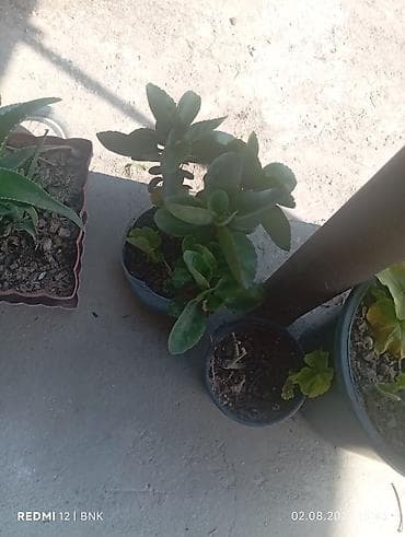 Саженцы растений: Satış üçün müxtəlif saksı bitkiləri - Aloe (aloe vera tipli, ətli — 2