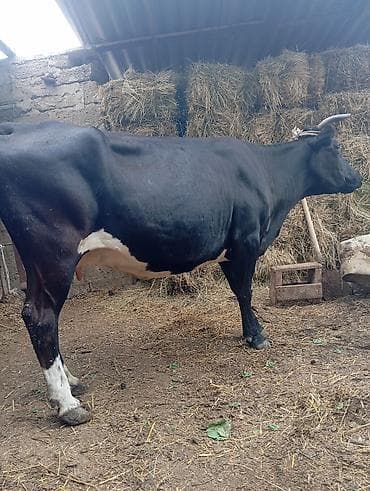 Dişi, il: 5, Südlük, Ünvandan götürmə
