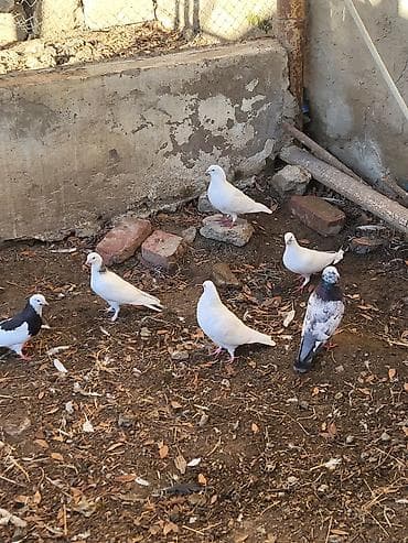 tap. az itler: Məhsul: Ev göyərçinləri sürüsü Təsvir: - Şəkillərdə müxtəlif rəng — 7