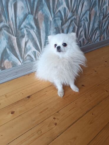 bala haski: Şpitz, 3 il, Erkek, Cütləşmə üçün, Ünvandan götürmə — 6