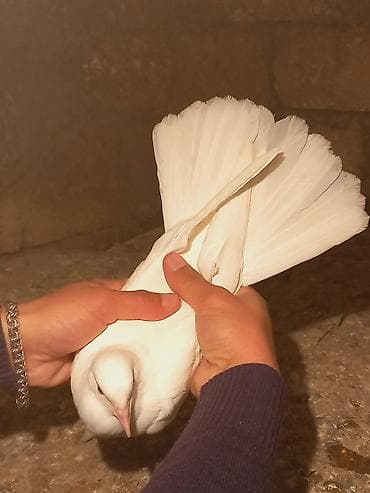 quslar: Salam temiz eni quyurugdu baladi — 1